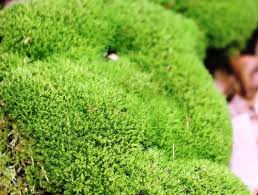 Attēlu rezultāti vaicājumam “Dicranum montanum sporophyte”