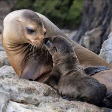 Image result for Zalophus californianus