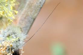 Attēlu rezultāti vaicājumam “Adela cuprella”