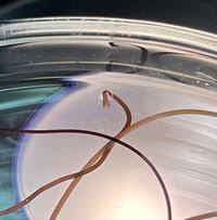 Attēlu rezultāti vaicājumam “Gordius aquaticus”