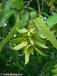 Attēlu rezultāti vaicājumam “Carpinus betulus fruit”