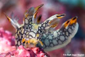 ผลการค้นหารูปภาพสำหรับ Bornella Anguilla