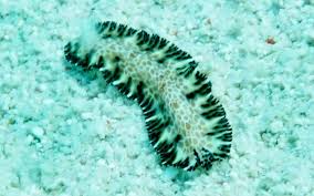 Attēlu rezultāti vaicājumam “Amaurochaete fusiformis”