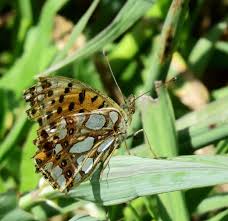 Attēlu rezultāti vaicājumam “Issoria lathonia upperside”