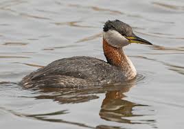 Attēlu rezultāti vaicājumam “Podiceps grisegena”