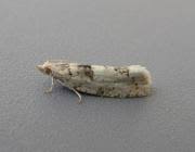 Attēlu rezultāti vaicājumam “Epinotia bilunana”