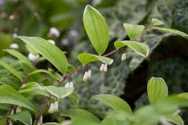 Attēlu rezultāti vaicājumam “Polygonatum odoratum”