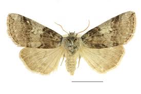 Attēlu rezultāti vaicājumam “Achlya flavicornis”