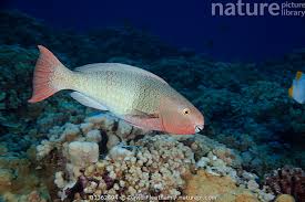 Image result for Scarus rubroviolaceus