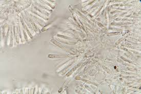 Attēlu rezultāti vaicājumam “Diderma ochraceum spores”