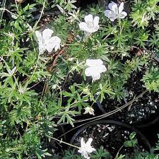 Attēlu rezultāti vaicājumam “Geranium sanguineum leaf”