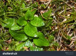 Attēlu rezultāti vaicājumam “Goodyera repens bud”