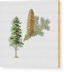 Attēlu rezultāti vaicājumam “Abies alba”