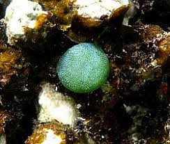 Attēlu rezultāti vaicājumam “Diachea dictyospora (syn. Craterium dictyosporum)”