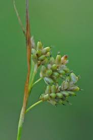 Attēlu rezultāti vaicājumam “Carex pallescens”