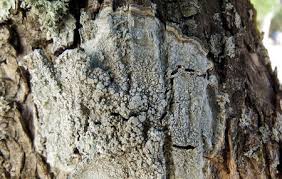 Attēlu rezultāti vaicājumam “Pertusaria albescens”