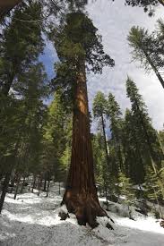 Image result for Mammutbaum