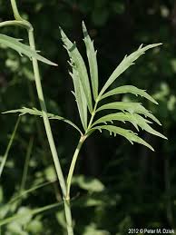 Attēlu rezultāti vaicājumam “Oxyrrhynchium hians var. rigidum”