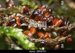 Attēlu rezultāti vaicājumam “Leocarpus fragilis macro”