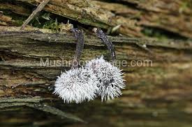 Attēlu rezultāti vaicājumam “Tilachlidium brachiatum”