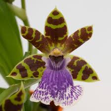 Attēlu rezultāti vaicājumam “Populus x jackii flower”