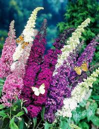 Image result for Buddleja davidii