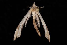 Attēlu rezultāti vaicājumam “Platyptilia sp.”