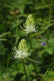 Attēlu rezultāti vaicājumam “Phyteuma spicatum flower”