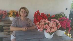 Image result for Бегония Элатиор 12х22 4601887072423