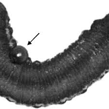 Attēlu rezultāti vaicājumam “Mellicta athalia larva”