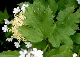 Attēlu rezultāti vaicājumam “Viburnum opulus”