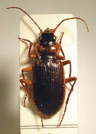 Attēlu rezultāti vaicājumam “Nebria livida”