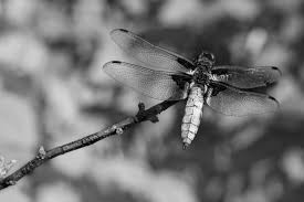 Attēlu rezultāti vaicājumam “Libellula quadrimaculata larva”