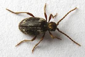 Attēlu rezultāti vaicājumam “Ptinus sp. female”