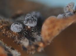 Attēlu rezultāti vaicājumam “Craterium minutum spores”