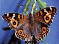 Attēlu rezultāti vaicājumam “Nymphalidae”