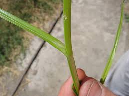 Attēlu rezultāti vaicājumam “Cyperus fuscus fruit”