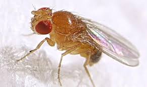 Attēlu rezultāti vaicājumam “Drosophila melanogaster”