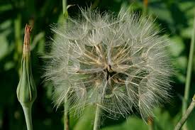 Attēlu rezultāti vaicājumam “Tragopogon heterospermus”