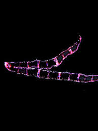 Attēlu rezultāti vaicājumam “Carex elongata”