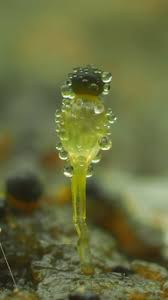 Attēlu rezultāti vaicājumam “Pilobolus crystallinus”