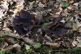 Attēlu rezultāti vaicājumam “Polyporus badius”