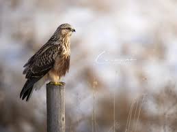 Attēlu rezultāti vaicājumam “Buteo lagopus adult”