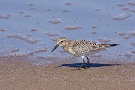 Image result for Calidris bairdii