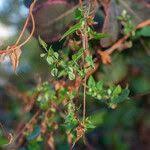 Attēlu rezultāti vaicājumam “Fallopia dumetorum fruit”