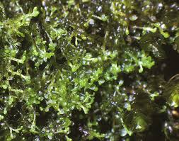 Attēlu rezultāti vaicājumam “Cladopodiella francisci”