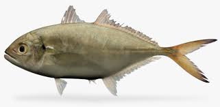 Image result for Caranx crysos