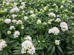 Image result for Galium odoratum