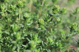 Image result for Majoran