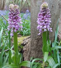 Attēlu rezultāti vaicājumam “Orchis mascula flower”